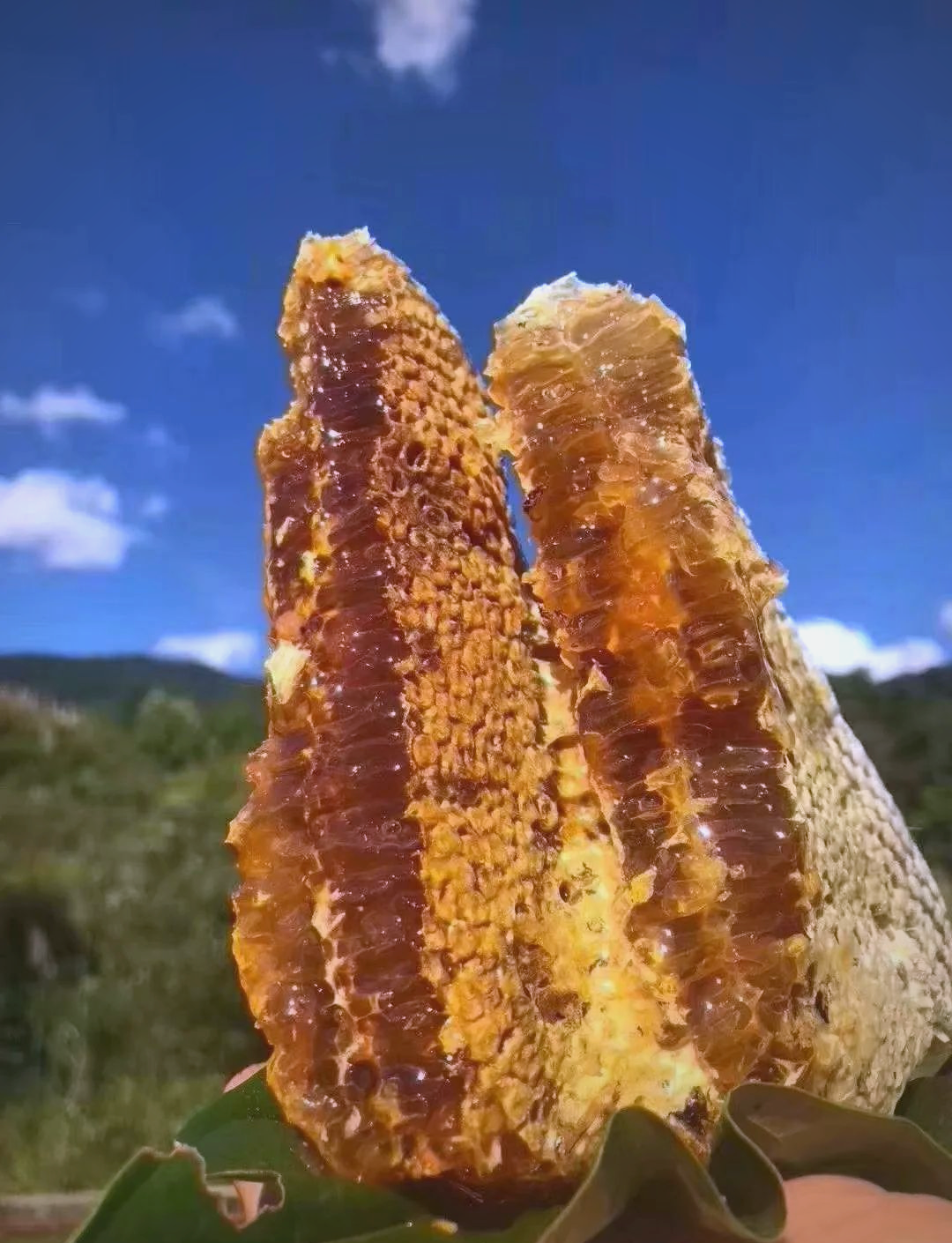 云南的黑蜂蜜的功效(云南黑蜂蜜的功效和作用是什么)