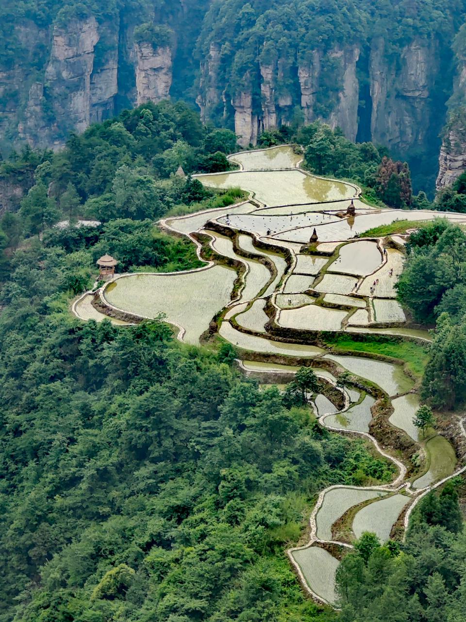 张家界空中田园图片图片