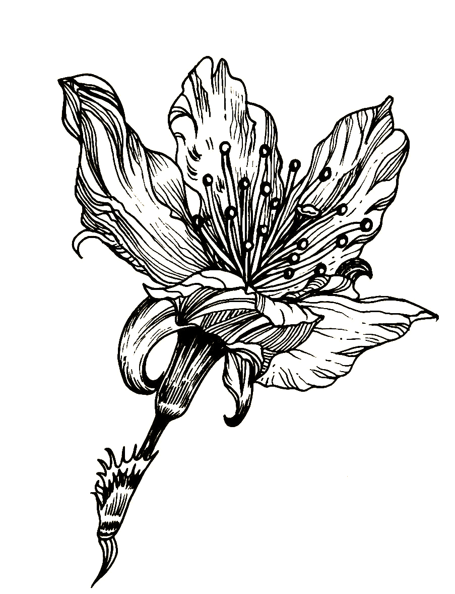 精美的黑白线描画,这些作品你收藏了吗