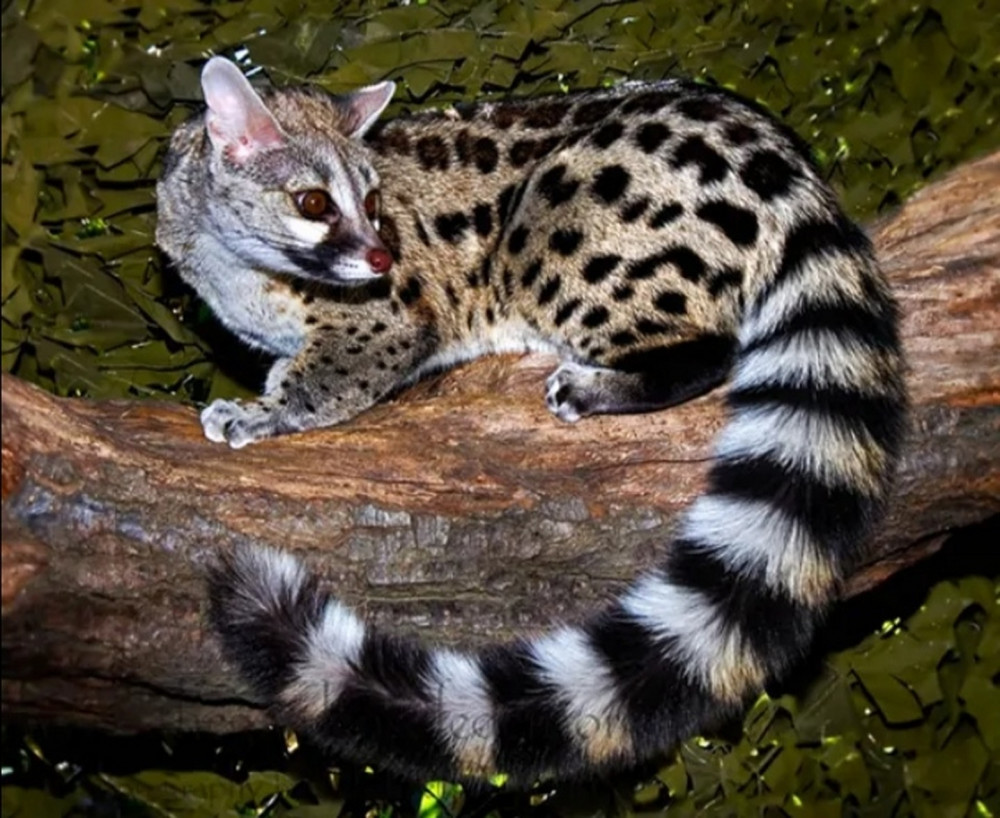 湖南南山国家公园:国家二级保护动物斑林狸频繁出镜