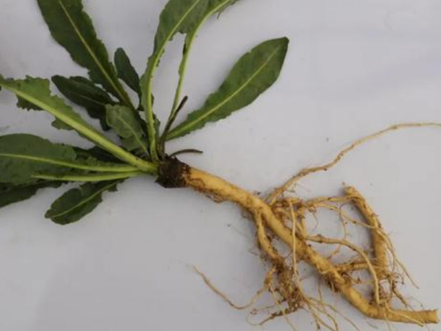 蒲地蓝是什么植物