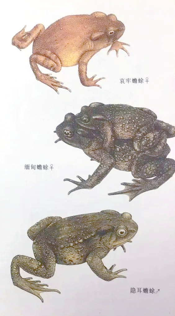 我国蟾蜍品种的地区分布,体长及生物学特性概述