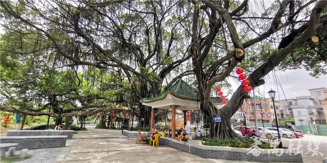 古榕树,河涌,鱼塘,绿地构成番禺这个乡村公园的夏日靓景