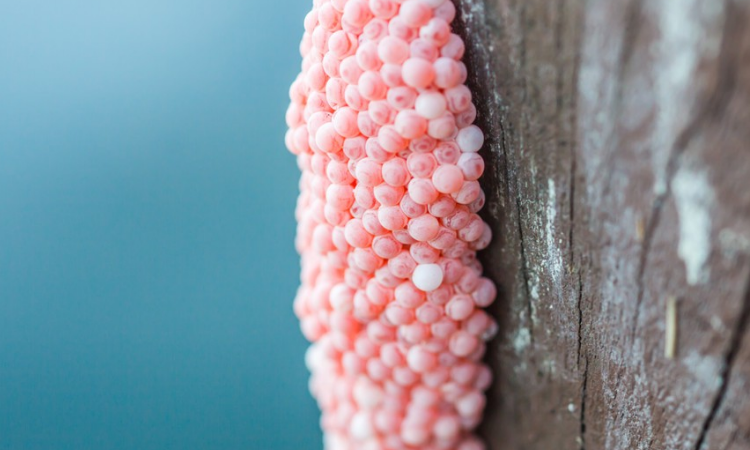 福寿螺的卵为什么不能碰