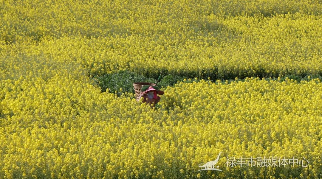 楚雄禄丰县和平镇图片