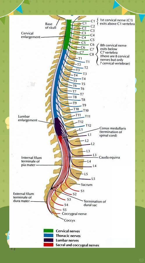 肌力,脊髓节段与神经反射的关联