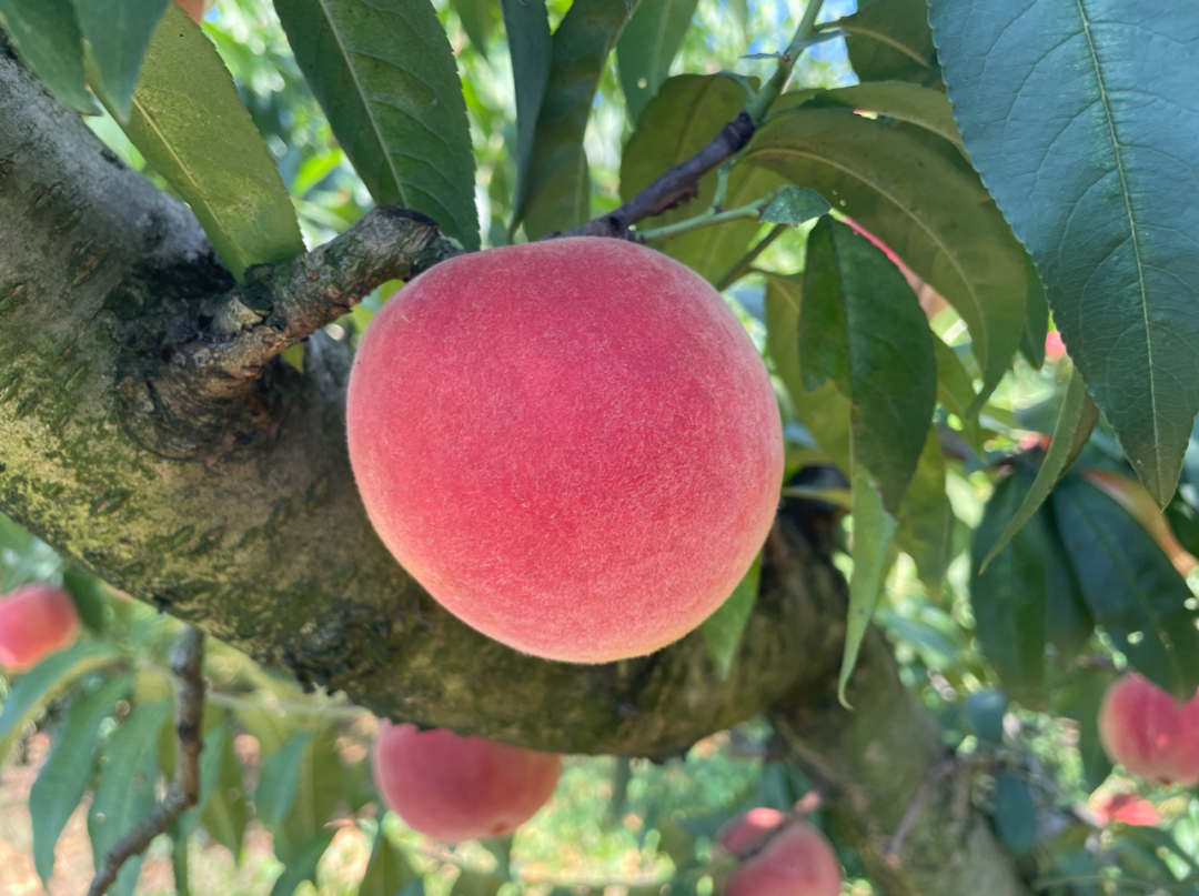 皮薄肉嫩,口口爆汁,到了基地才发现,永乐水蜜桃那么……甜