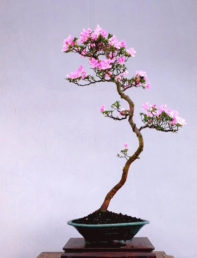 国家级盆景大师文人盆景作品赏析!高清大图