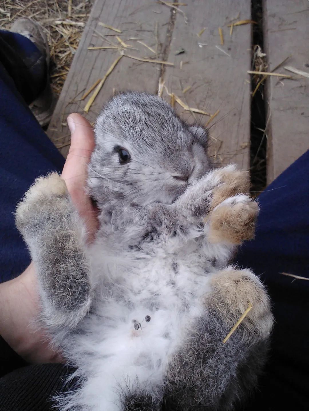 首先兔子脚底没有肉垫哦!