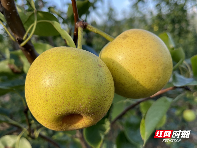 临武县香花镇:"桃梨"满园惹人爱 铺就致富幸福路