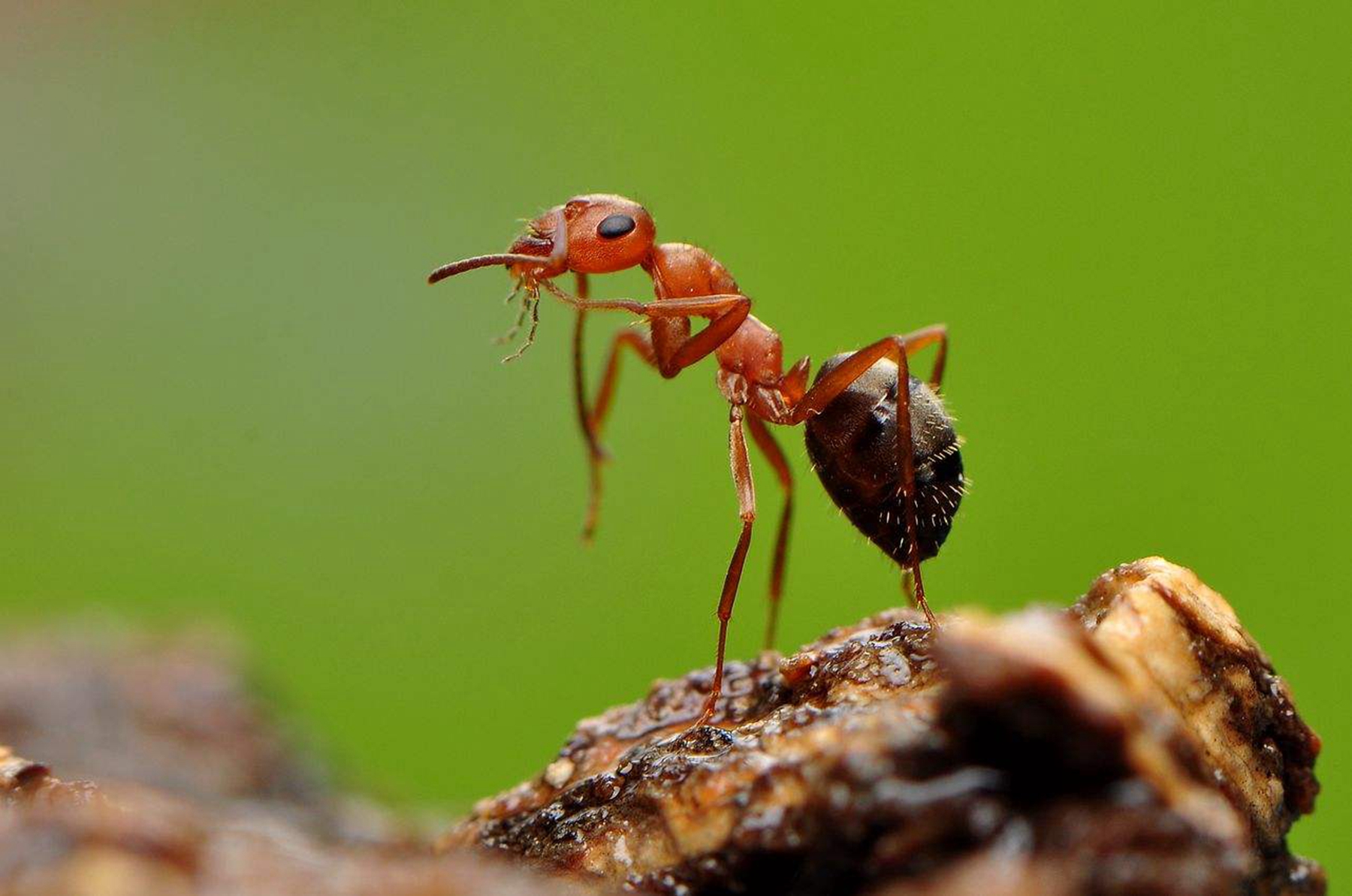 蚂蚁是昆虫的一种吗?