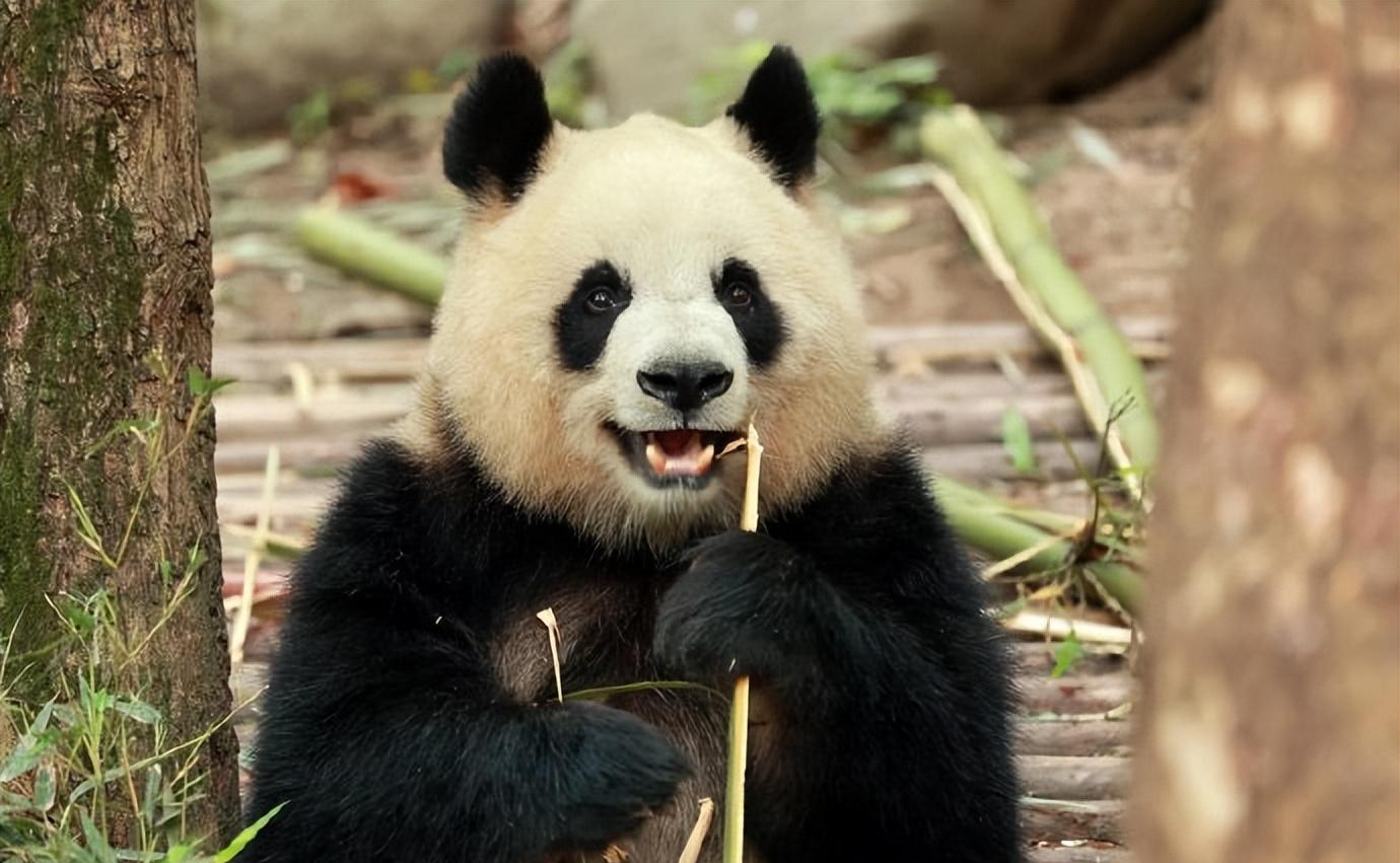 千呼万唤始出来,小狗园润大王出关啦