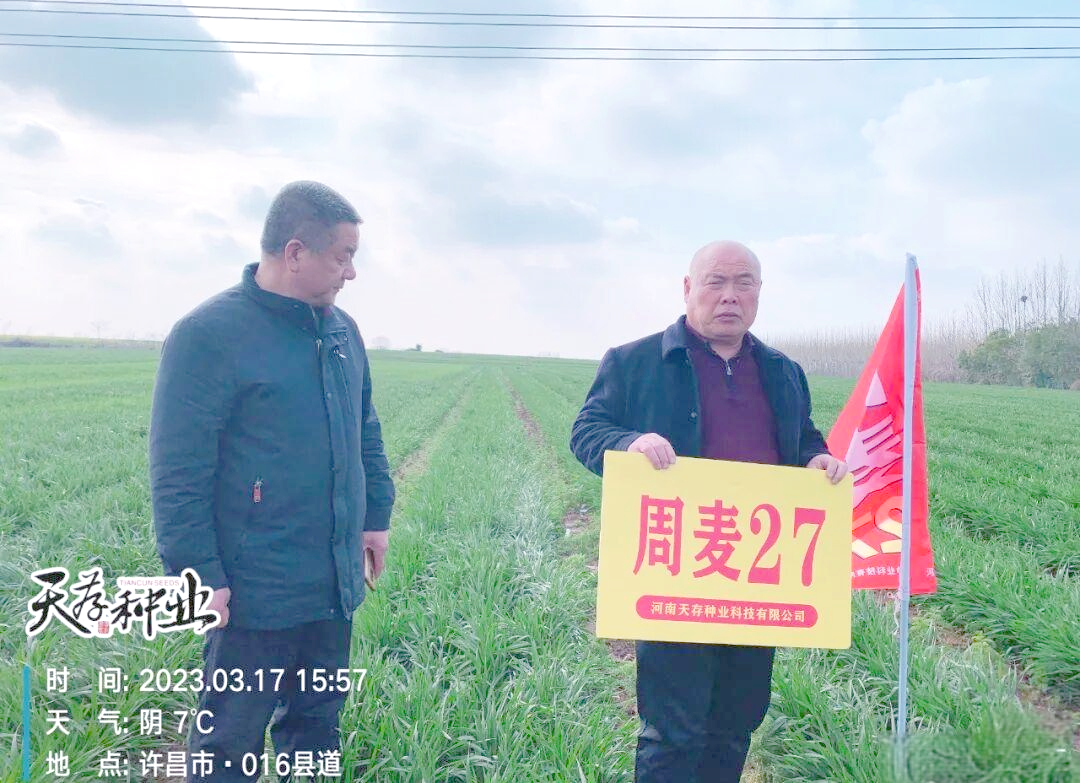 周麦27号小麦在返青期的表现与抗病品质分析