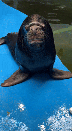 240_436竖版 竖屏gif 动态图 动图