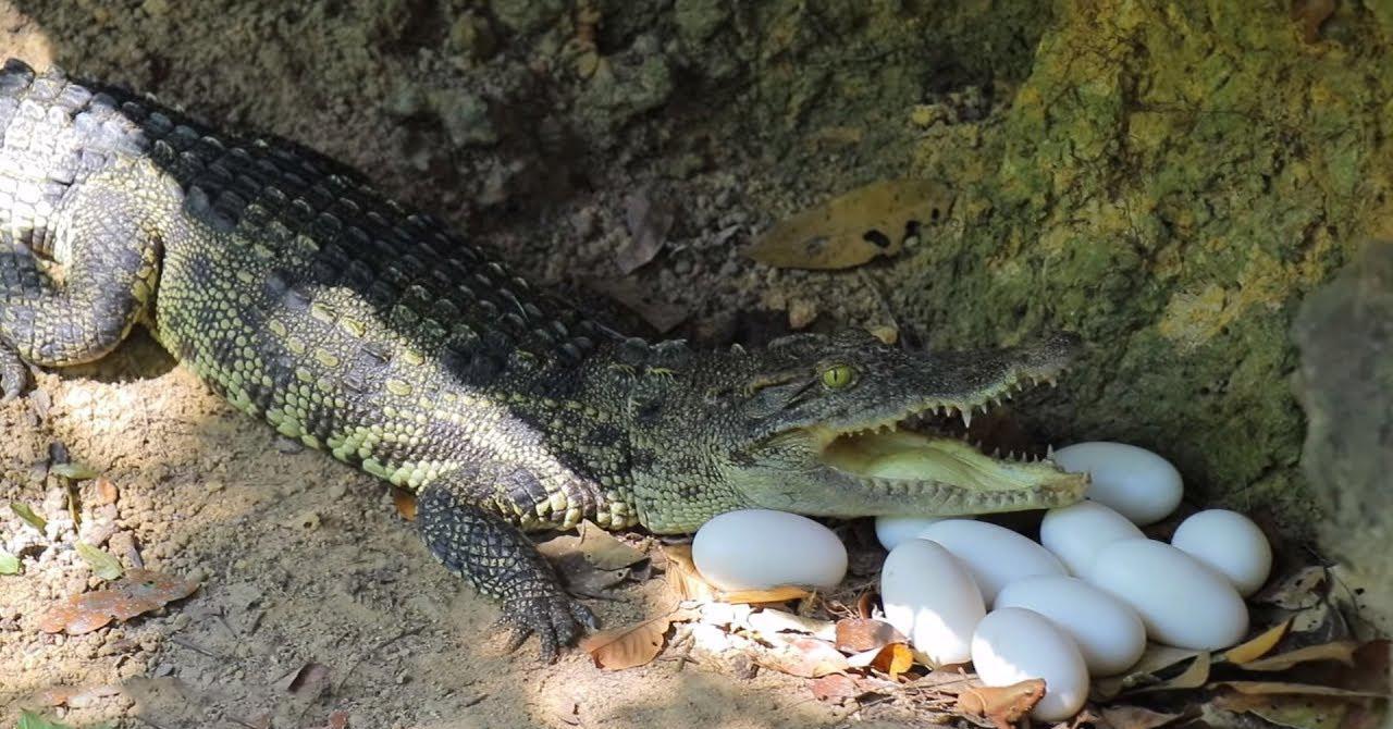 瞬间吞食美洲豹,雨林中的霸主森蚺,为何还会濒临灭绝?