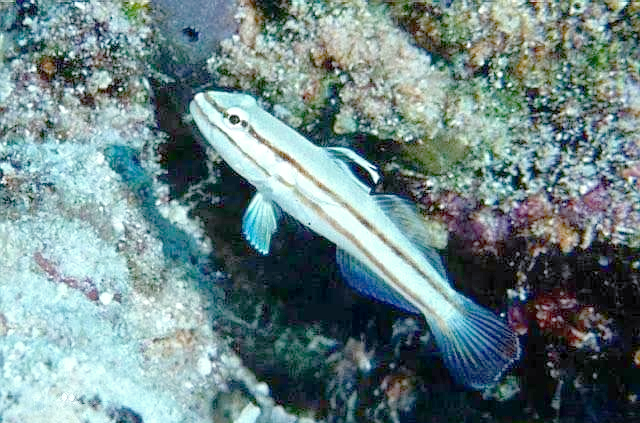 翻沙虾虎种类介绍_白点病虾虎鱼_海缸翻沙虾虎