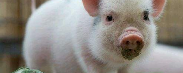 冷水烫猪是形容什么的