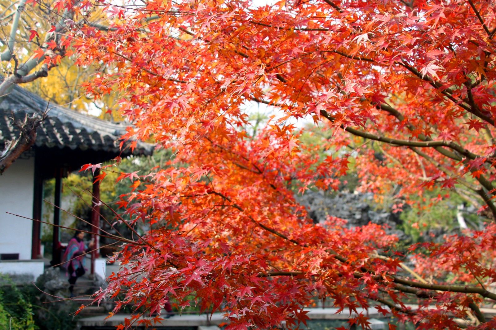 江苏苏州园林怡园枫叶傲寒吐红