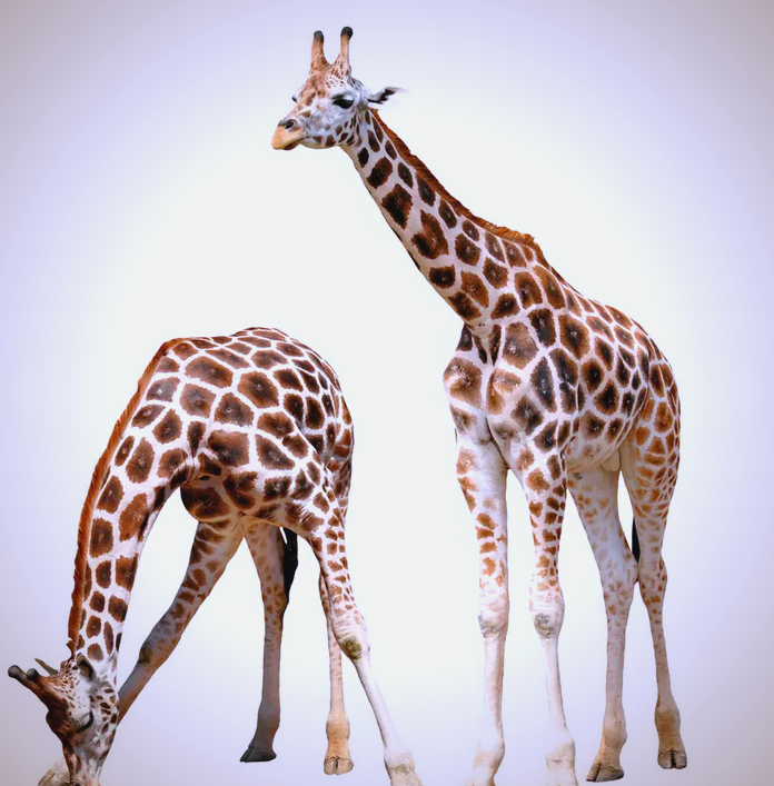 长颈鹿:非洲的独特哺乳动物