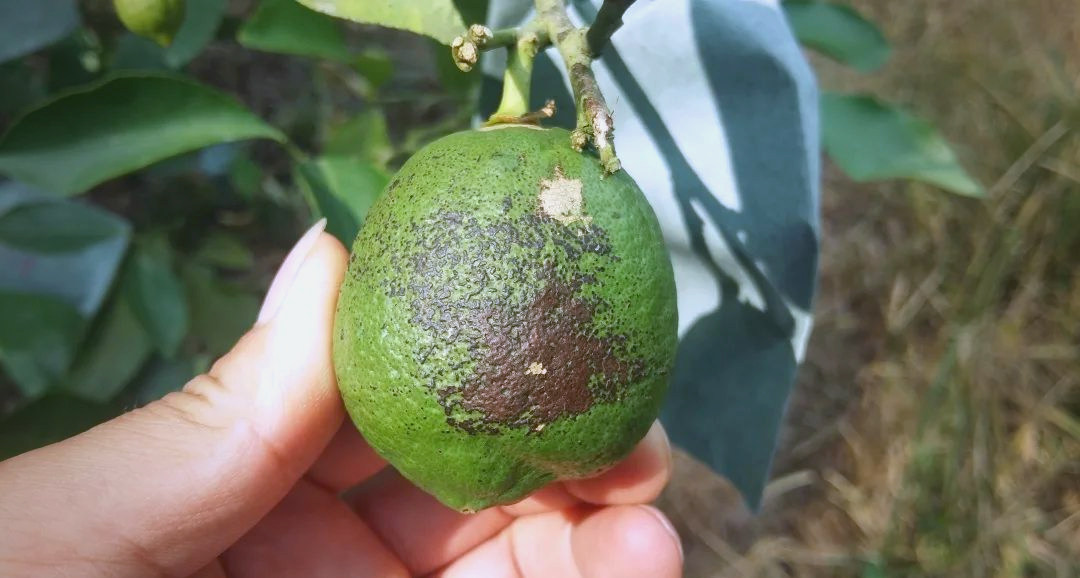 柠檬黑点病防治策略与症状全面解析