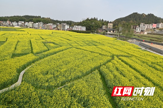 隆回金石桥镇:"花海经济"美了乡村,兴了产业
