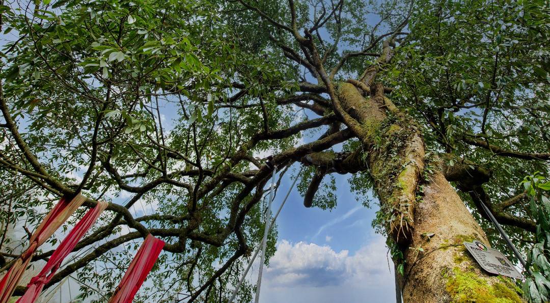 你知道成都市树001号在哪里吗?国庆假期邀你去打卡"千年树王"