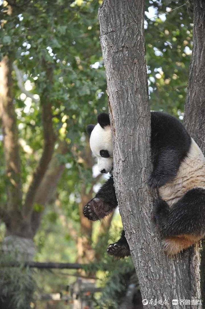 国际熊猫过节,来一组憨态可掬的济南动物园熊猫上树图