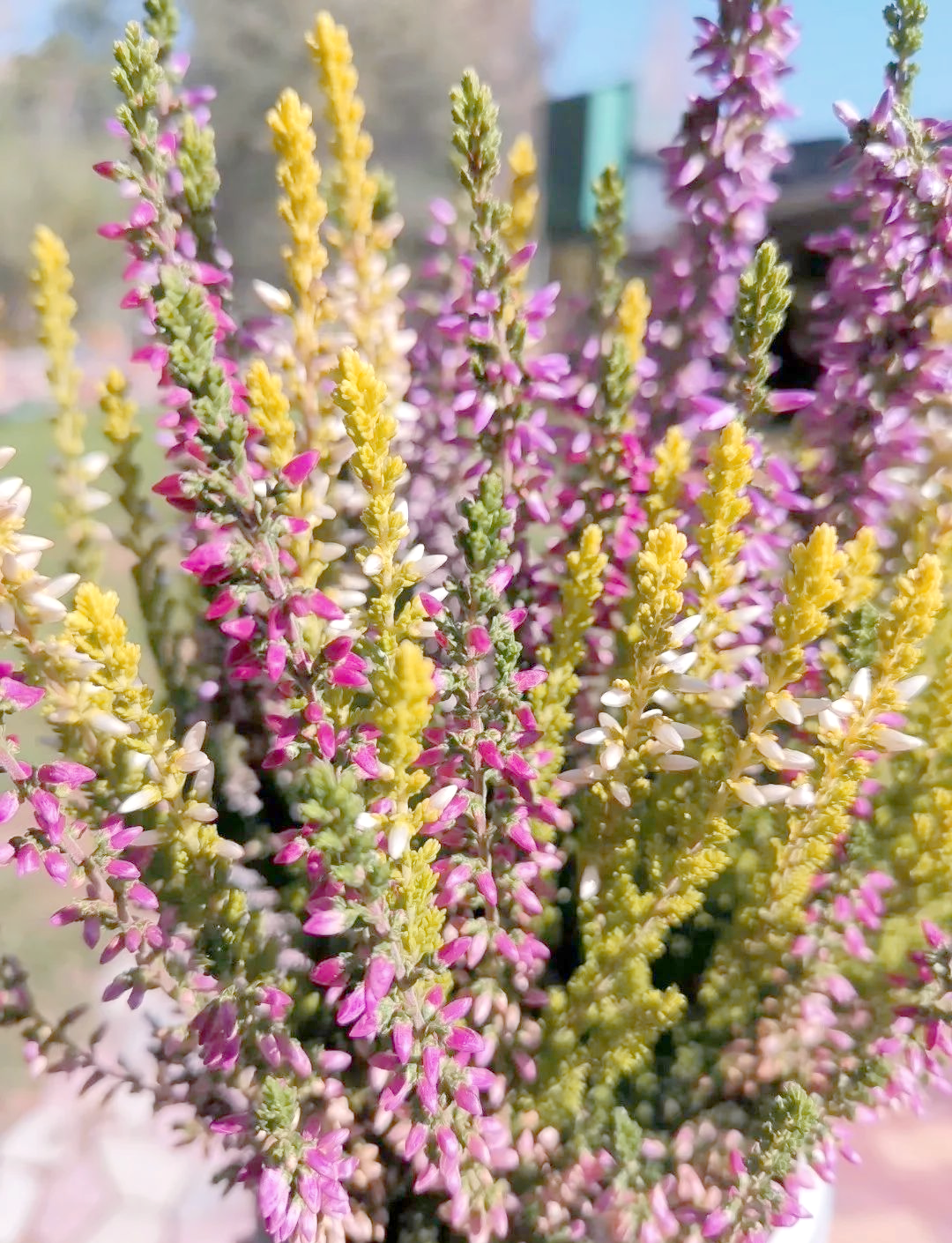 —欧石楠,为你的生活增添色彩与芬芳