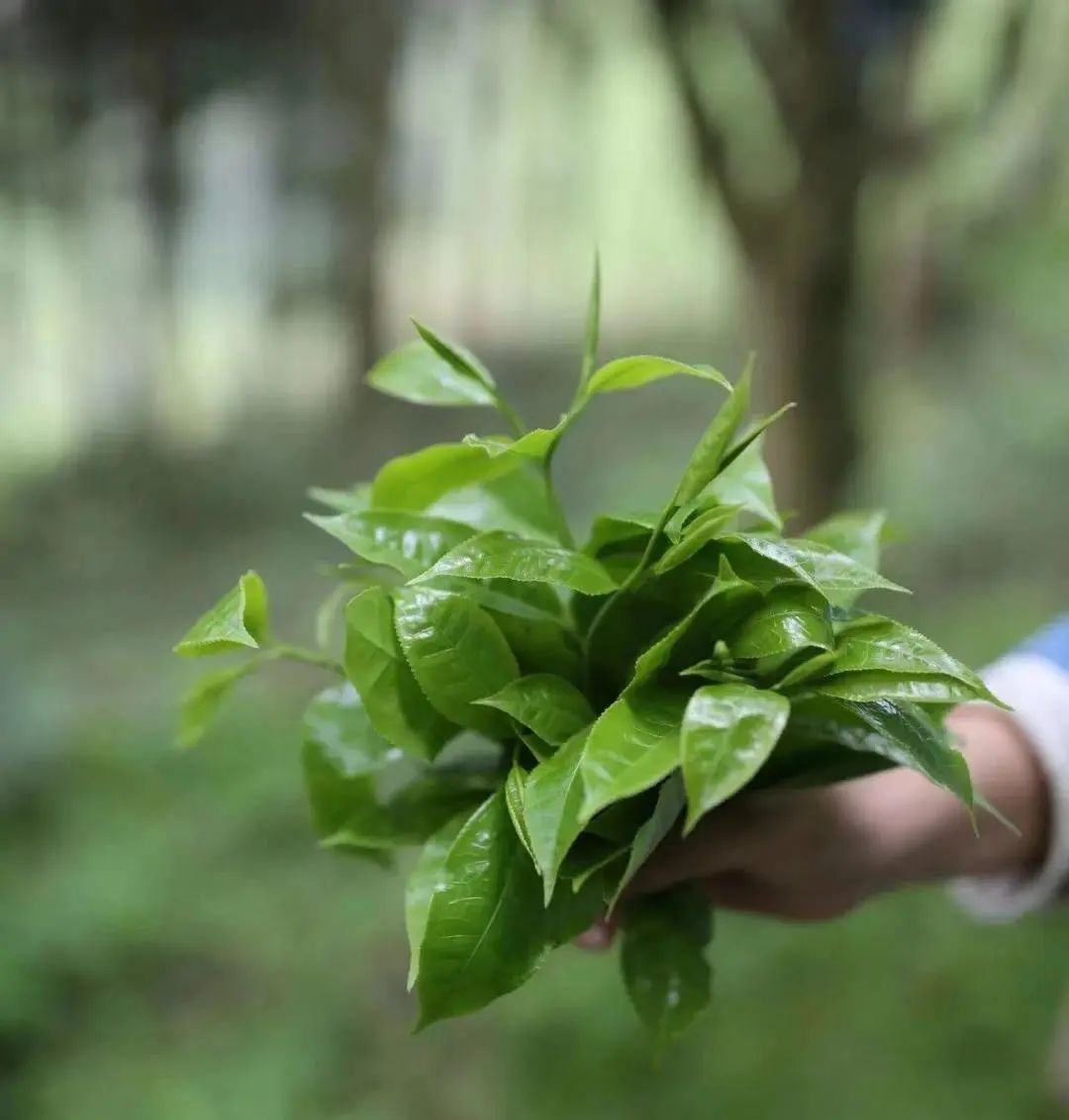 道明竹编,枇杷茶惊艳巴黎,又被崇州「圈粉」了