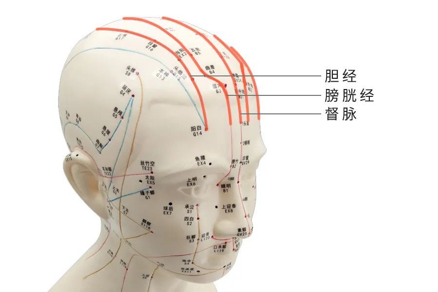 人体头部经络位置图图片