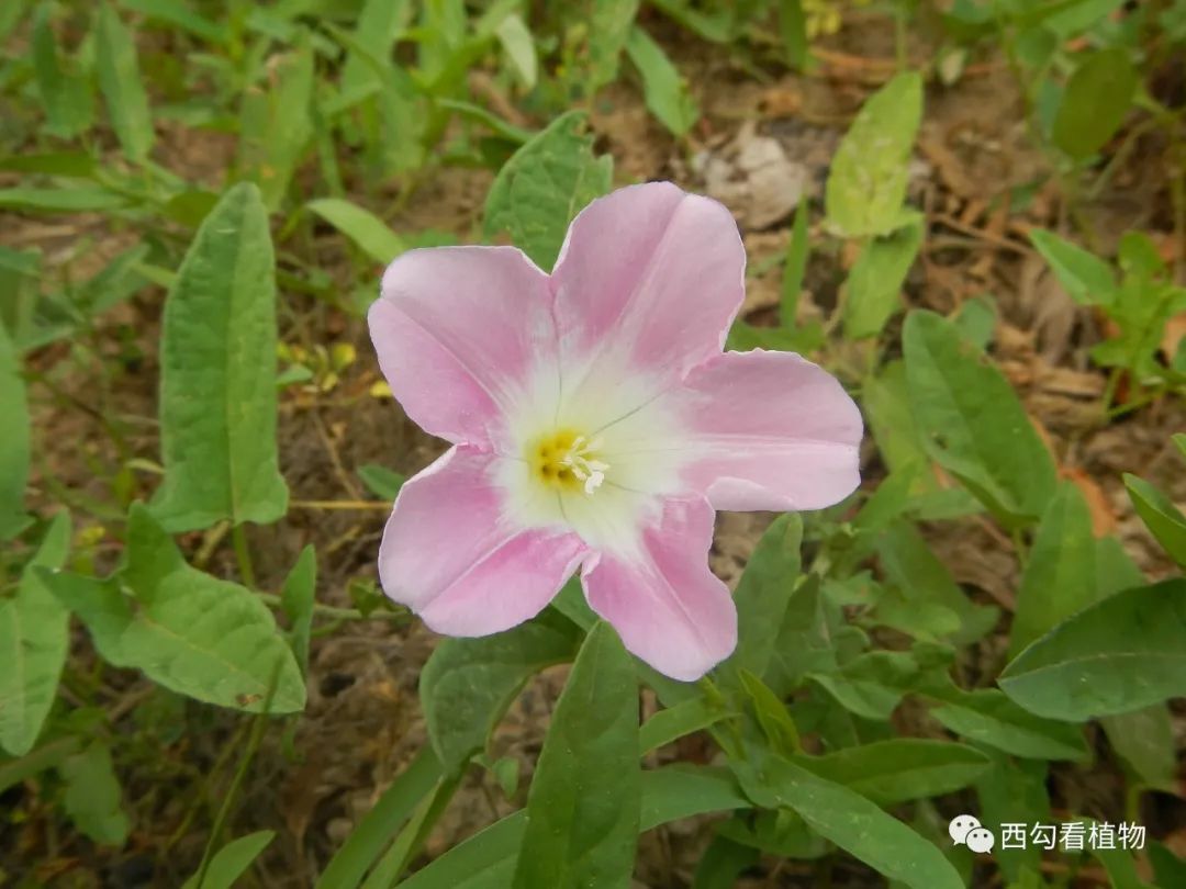 柔毛打碗花 calystegia pubescens