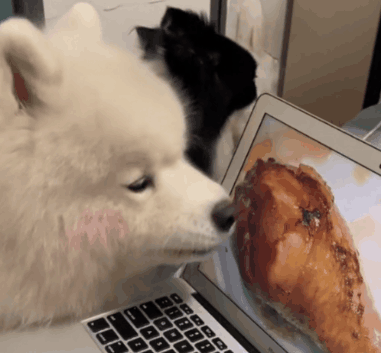 当边牧碰上萨摩耶,妥妥高冷学霸遇见傻白甜!