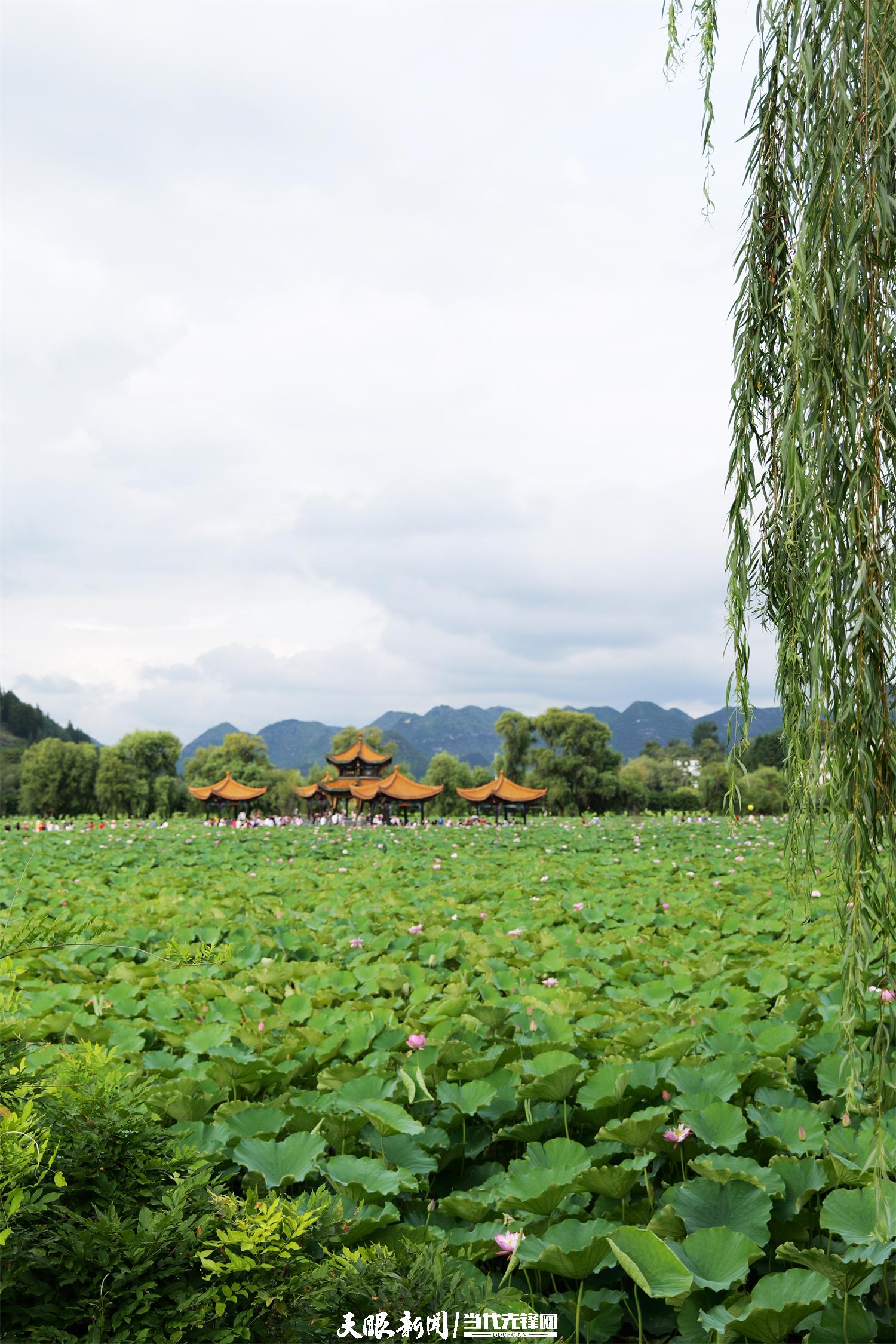 安龙招堤:若你想赏荷,就不能只是赏荷