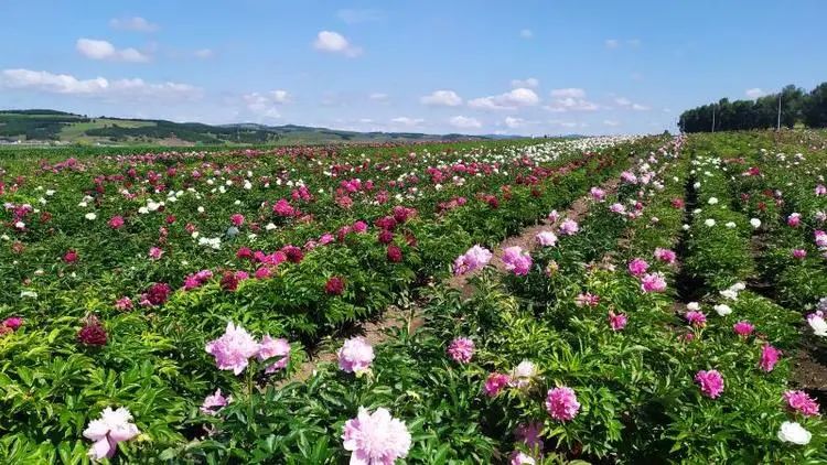 胡珍珍:让村民的生活如鲜花般灿烂