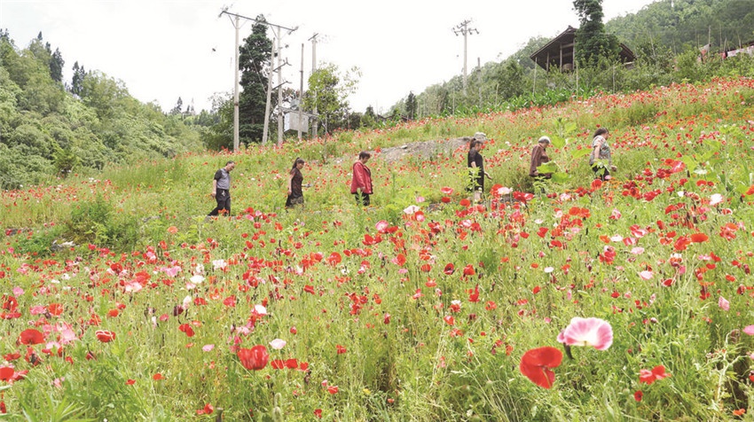 泸定县磨西镇青冈坪村:以花为"媒" 奏响乡村旅游"交响曲"