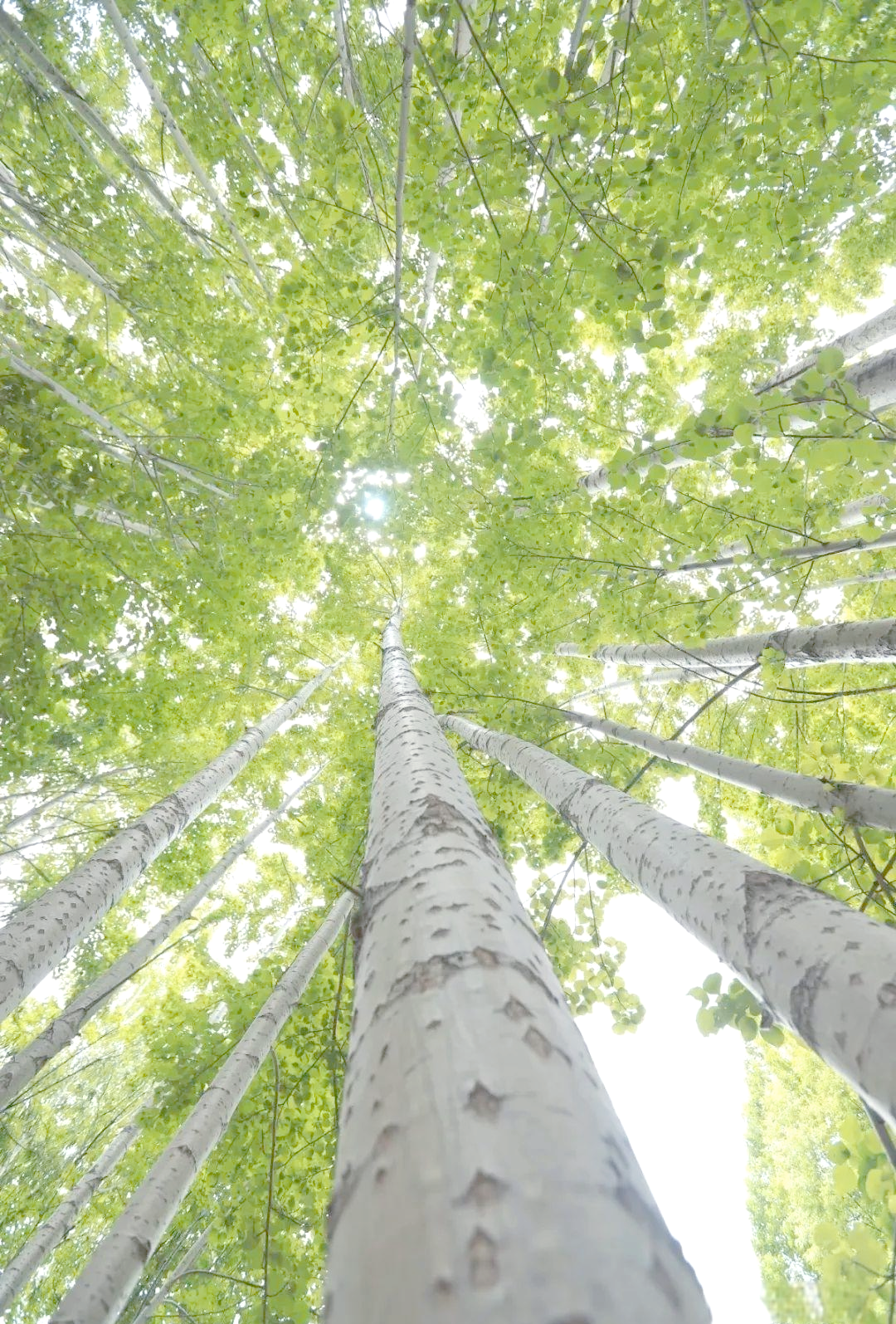 白杨树:象征坚韧与无私的美丽植物