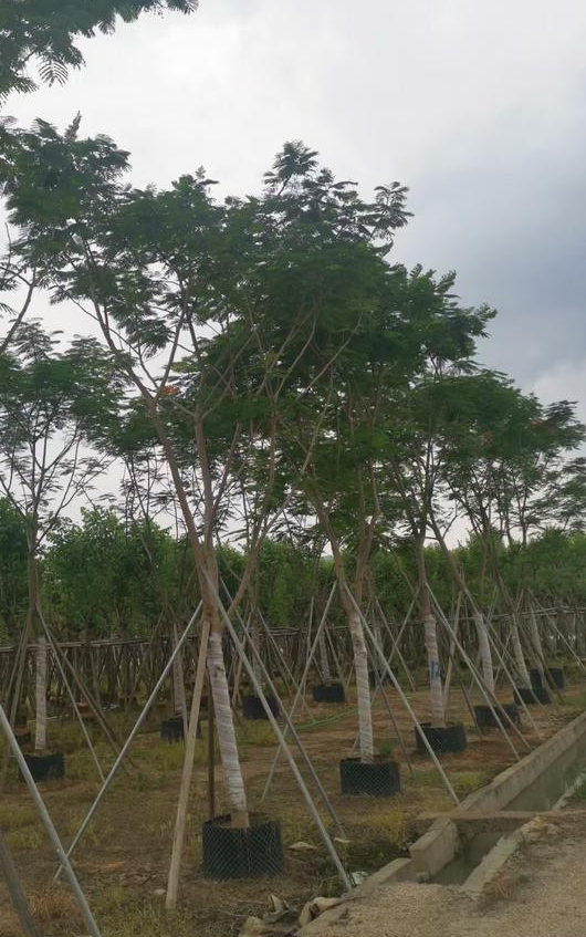 胸径15-18-20公分凤凰木袋苗价格实惠批发商 基地一手货源