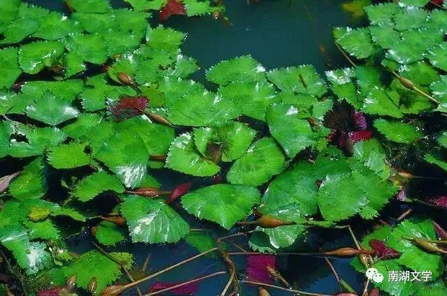 姚锦和散文|野刺菱