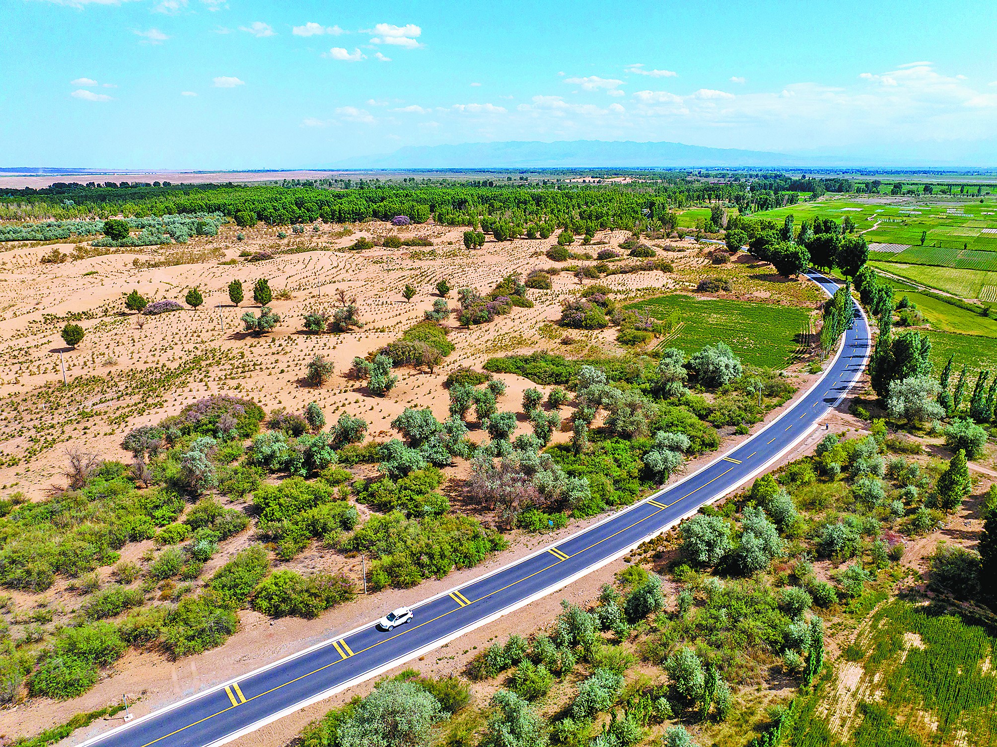 寸草遮丈风!什么植物能在沙漠里生存?