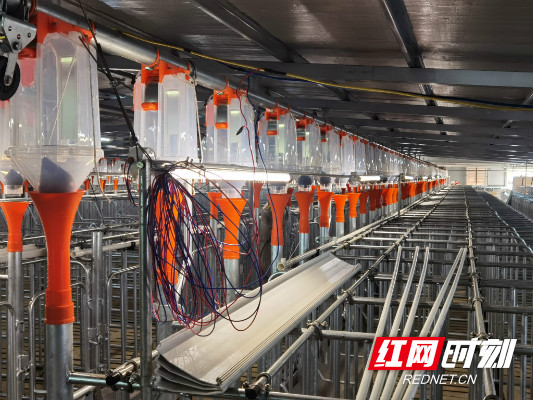 向顶天调度古丈县断龙山镇猛虎洲村万头生猪养殖项目建设