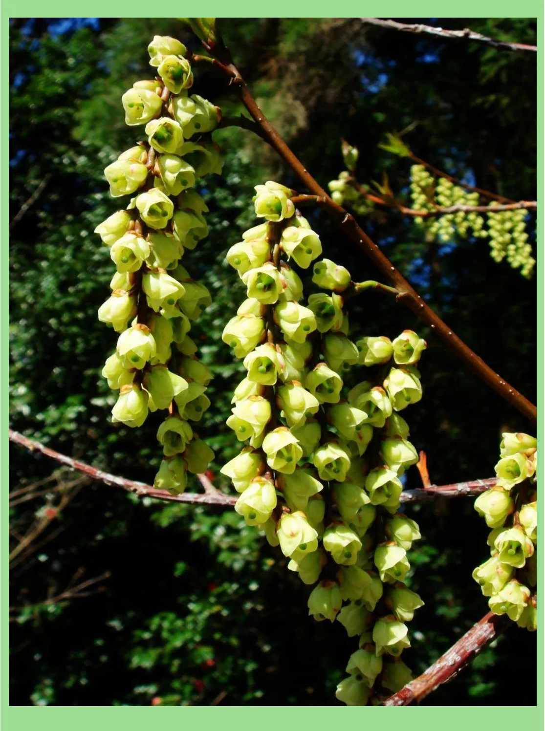 小通草的药理特性及其应用详解