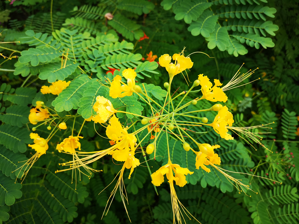 炎热的阳光下 盛开绚丽迷人的金凤花 百科ta说