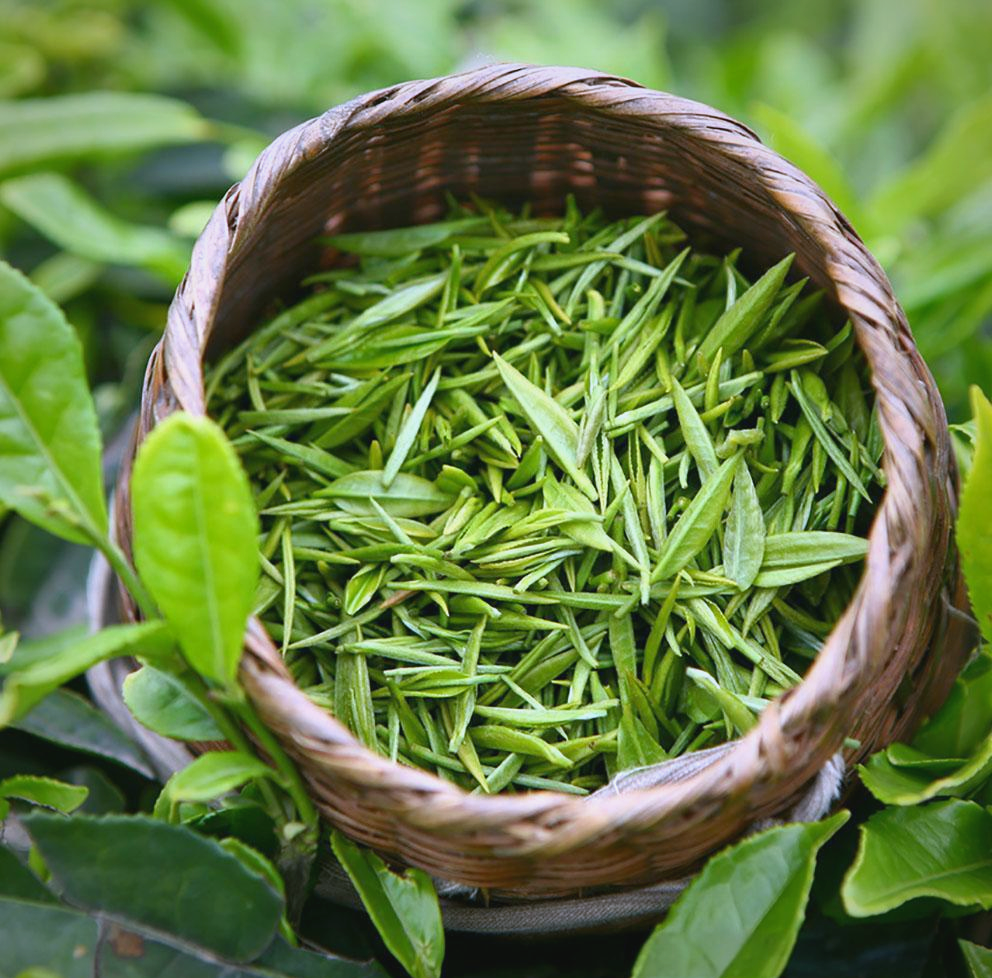 茶叶在冷库中保鲜贮藏的方法与步骤详解