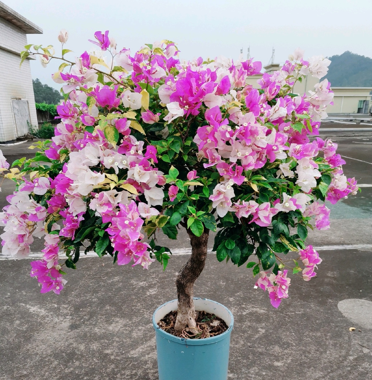 阳台养三角梅,就选"斑红樱",颜值高,花期长,养护也不难