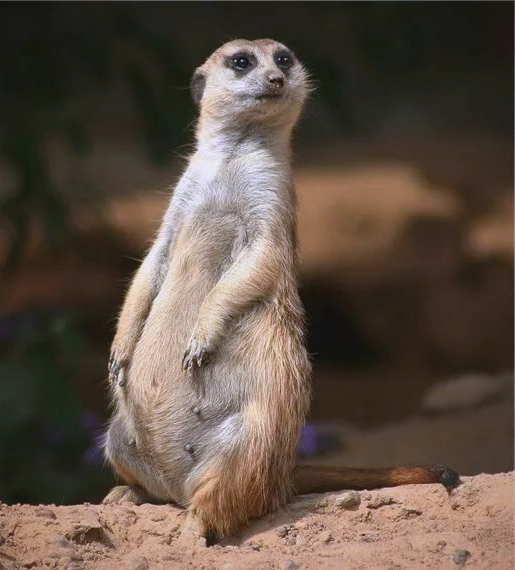 獴,这种身材修长,体态优美的动物,浑身覆盖着棕褐色的皮毛,显得既神秘