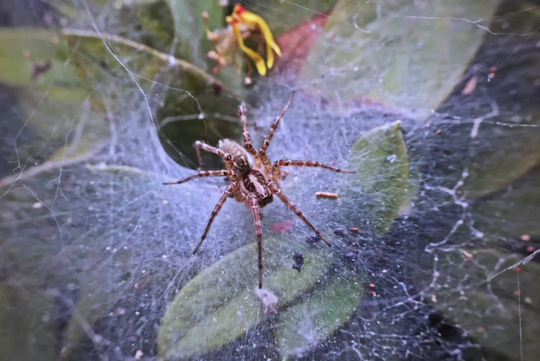 —农田的守护者与生态平衡的维系者