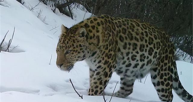 壮观!六盘山华北豹喝水撞见林麝,震撼追赶不攻击