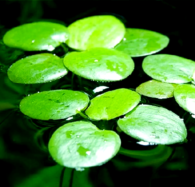 芒种时节,浮萍盛开,展现独特韵味