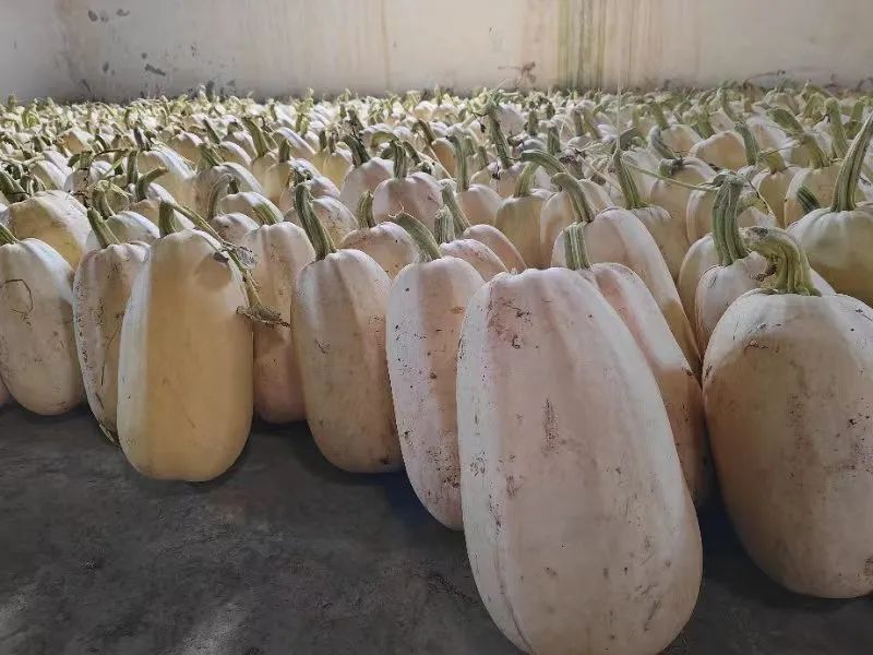 100亩崇明金瓜,丰收!