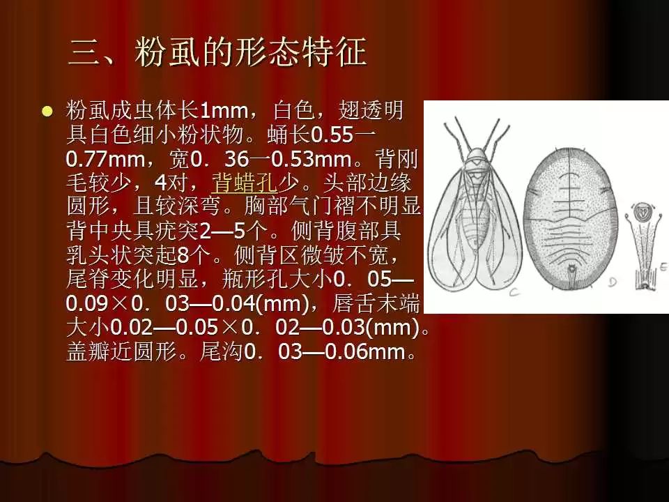 白粉虱防治技术资料